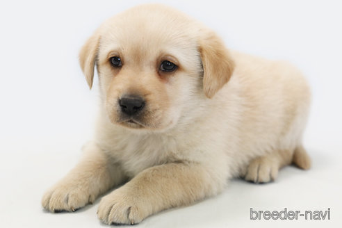 成約済の神奈川県のラブラドールレトリーバー-364261の2枚目